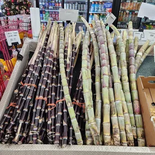 Sugarcane