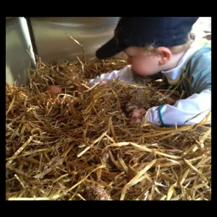 hand gathered organic fed eggs