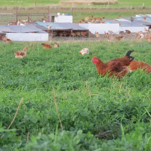 Pasture raised slow growth and organic fed chickens