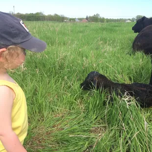 Baby calf born in our pasture