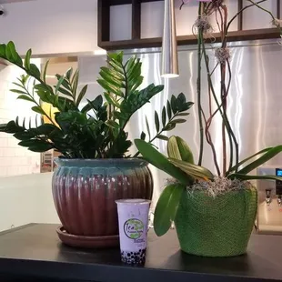Potted plants and boba tea