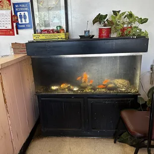 a fish tank