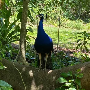 Peacocks