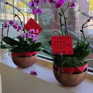Orchids  10-07-2024