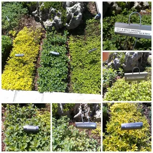 Formal herb garden.