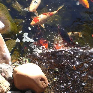 The pond is beautiful and looks like it has been here for years and years.