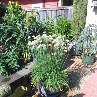Chives in bloom.