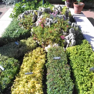 Very formally edged thyme, marjoram, and oregano garden.