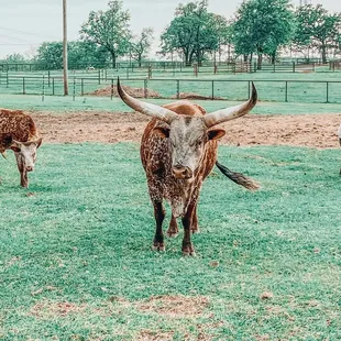 Texas Longhorns