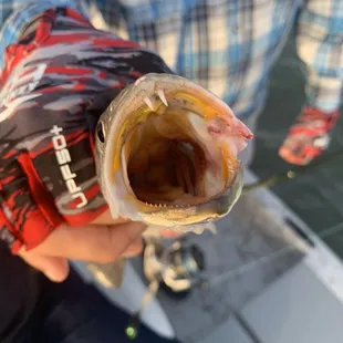 We mostly caught trout that were too small but we took home three good sized fish.