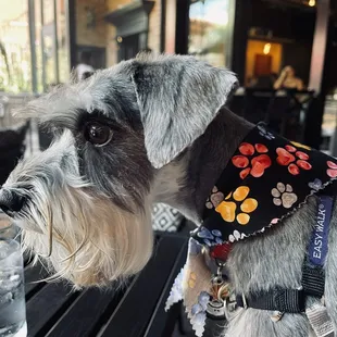 Teaspoon Restaurant: My dog hanging out in the patio