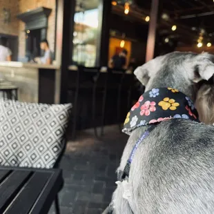 Teaspoon Restaurant: My dog hanging out in the patio