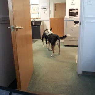 The office mascots provide some entertainment.