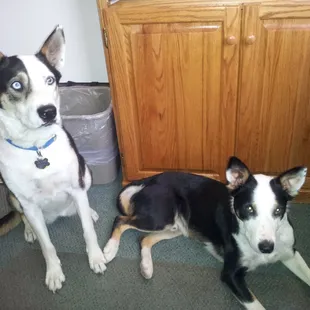 Bonnie and CJ are the office mascots.  Both are rescue dogs that welcome visitors and customers.