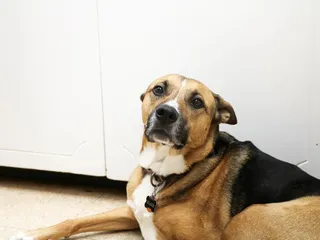 Shawnee Animal Hospital