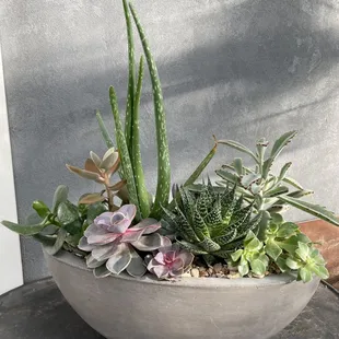 Plants make amazing gifts! Shop our indoor plants and succulent sections. We also carry the cutest pots and containers.