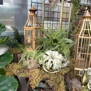 You can find air plants, moss, décor items-we have what you need to make your own air plant display!