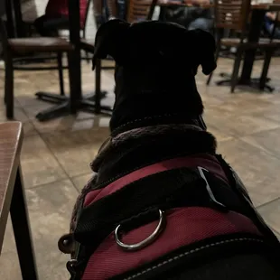 Luci checking out everything