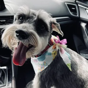 Teddy's Dog Grooming - Bath and Brush Small Breed