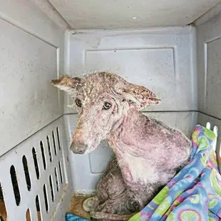 When they messed up a cut they just shaved it all off