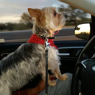 The Yorke - Bently after his cut.