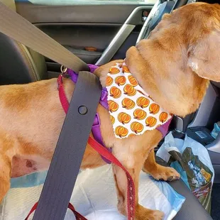 My sister's Cavalier King Charles Spaniel.