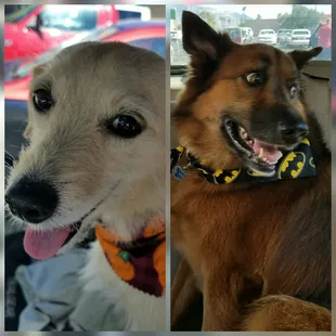 Marley and Sadie LOVE it here!