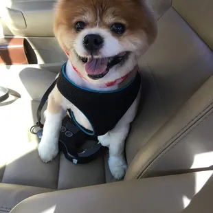 He's always so well behaved here and looks amazing every time