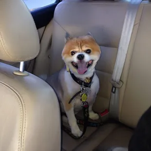 You only get this happy of a dog after being groomed when you take them to Teddy's Dog House!!!!!