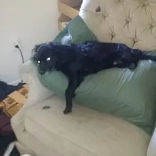 This is after some of the "tar" gotten my dog's mouth while they were bathing them then he didn't get up for 3 days