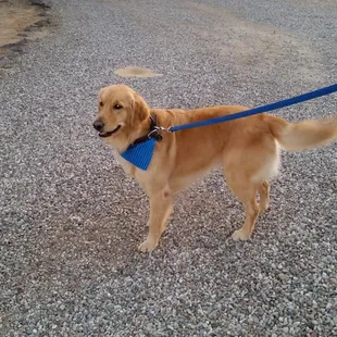 The Golden - Paz after his bath and brush.