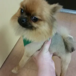 Bears awesome hair cut from Teddys Dog House.