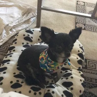 Roxy with her new hair cut!