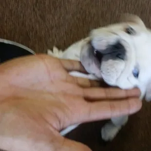 The owner had an adorable puppy, go in fast to catch him as he is just babysitting