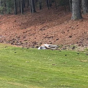 Poor wildlife on hole #7