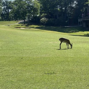 On 5/23/24 post deer harvesting efforts