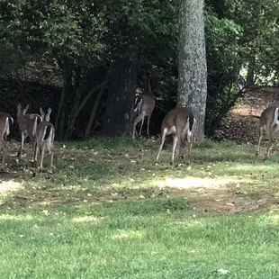 The Whitetail family having lunch on the green @ hole #5