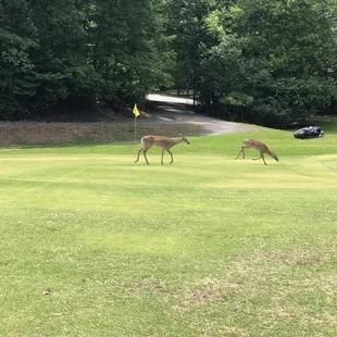 The Whitetail Family having lunch at the Cove: 4/30/21