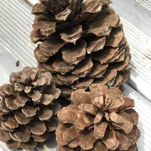 Great pine cones everywhere. My dogs loved them