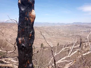 PCT South via Tehachapi Willow Springs Road