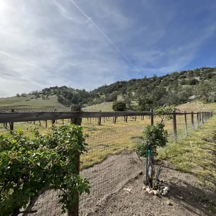 wineyard