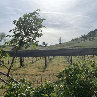 wineyard