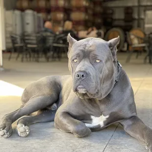 a dog laying on the floor