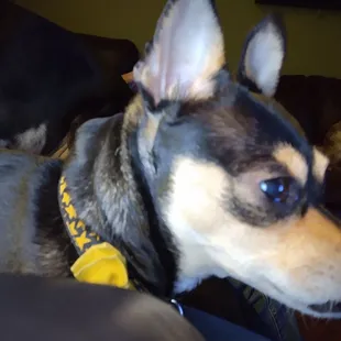 2 pound attack dog