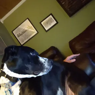 Friendliest dog