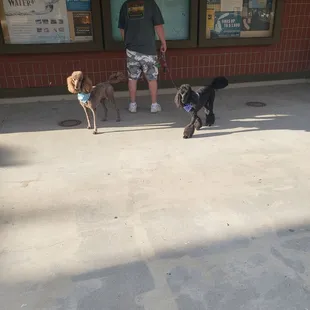 My dogs at historical info area.