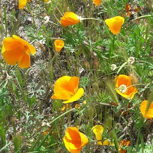 Poppies