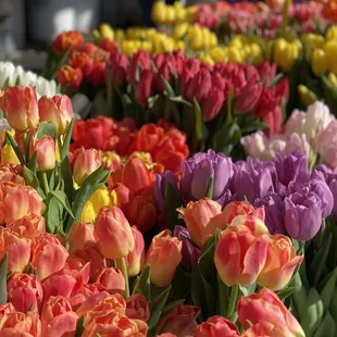 Tulips