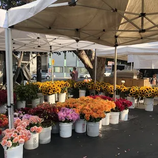 Flowers