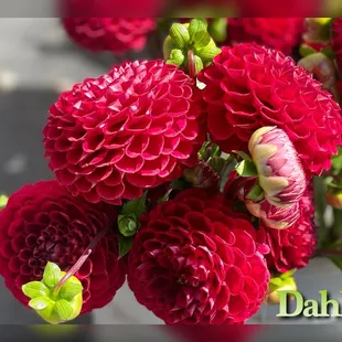 August flowers @Flower farmer&apos;s stand
